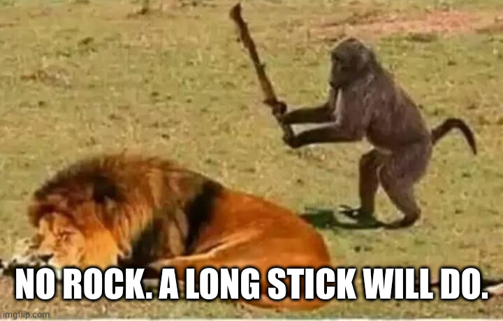 Monkey lion | NO ROCK. A LONG STICK WILL DO. | image tagged in monkey lion | made w/ Imgflip meme maker