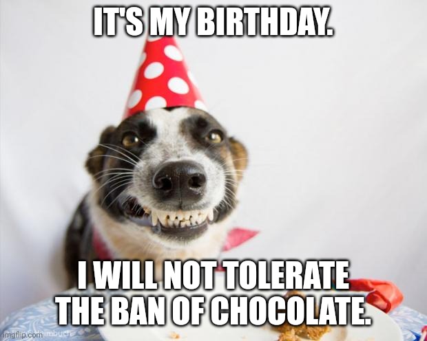 birthday dog | IT'S MY BIRTHDAY. I WILL NOT TOLERATE THE BAN OF CHOCOLATE. | image tagged in birthday dog | made w/ Imgflip meme maker
