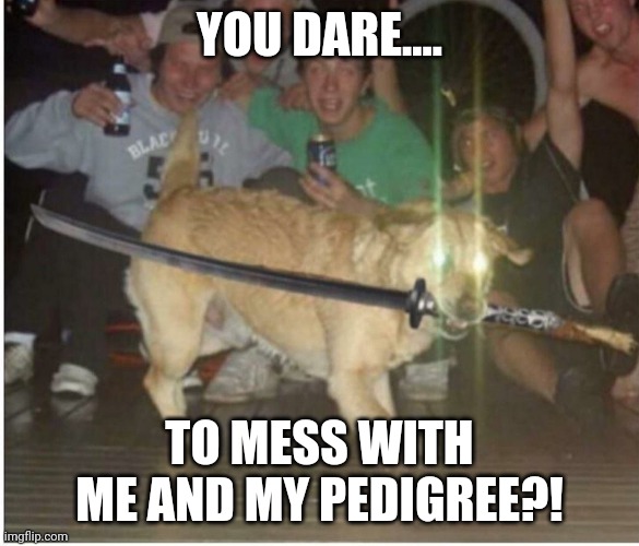 Dog Anime | YOU DARE.... TO MESS WITH ME AND MY PEDIGREE?! | image tagged in dog anime | made w/ Imgflip meme maker