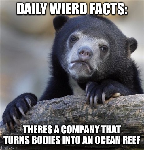 wait what | DAILY WIERD FACTS:; THERES A COMPANY THAT TURNS BODIES INTO AN OCEAN REEF | image tagged in memes,confession bear | made w/ Imgflip meme maker