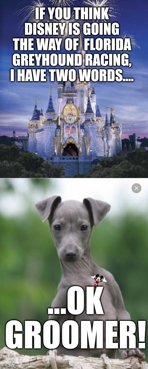 Wasting time and energy on calling all groomers (really shows ignorance) | IF YOU THINK DISNEY IS GOING THE WAY OF  FLORIDA GREYHOUND RACING, I HAVE TWO WORDS.... ...OK GROOMER! | image tagged in disney,gentleman greyhound | made w/ Imgflip meme maker