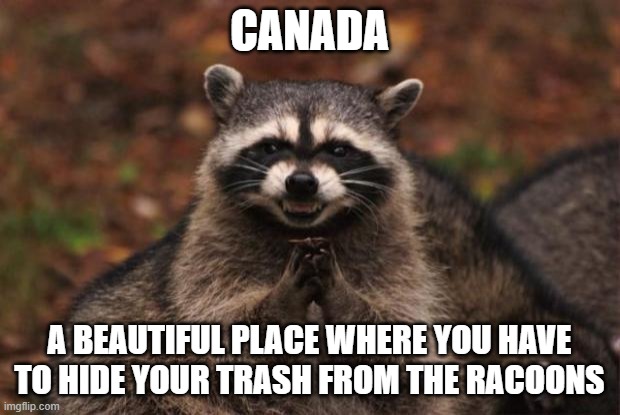 Racoons are cute but plz dont eat my trash T-T | CANADA; A BEAUTIFUL PLACE WHERE YOU HAVE TO HIDE YOUR TRASH FROM THE RACOONS | image tagged in evil genius racoon | made w/ Imgflip meme maker