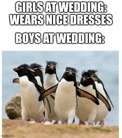 bruh, why is my mind relating things to animals? | GIRLS AT WEDDING: WEARS NICE DRESSES; BOYS AT WEDDING: | image tagged in blank white template,why | made w/ Imgflip meme maker