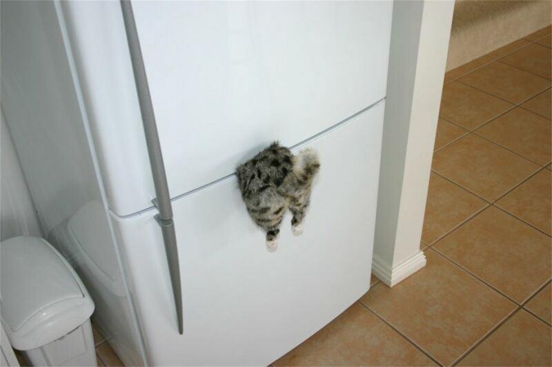 image tagged in funny,cats