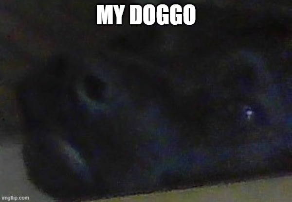 his name is spud, couldn't get a good pic | MY DOGGO | made w/ Imgflip meme maker