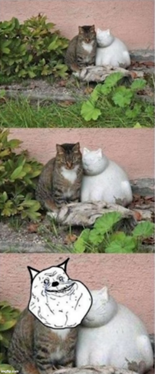 forever alone cat | image tagged in cats,forever alone | made w/ Imgflip meme maker