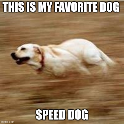 speeed dooooog | THIS IS MY FAVORITE DOG; SPEED DOG | image tagged in speedy doggo | made w/ Imgflip meme maker