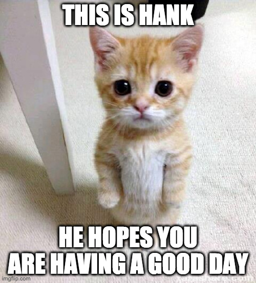 A really gud boi | THIS IS HANK; HE HOPES YOU ARE HAVING A GOOD DAY | image tagged in memes,cute cat | made w/ Imgflip meme maker