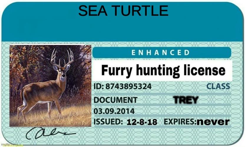 furry hunting license | SEA TURTLE; TREY | image tagged in furry hunting license | made w/ Imgflip meme maker