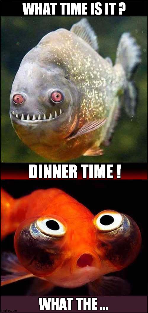 Scary Fish ! | WHAT TIME IS IT ? DINNER TIME ! WHAT THE ... | image tagged in scary,fish,dark humour | made w/ Imgflip meme maker