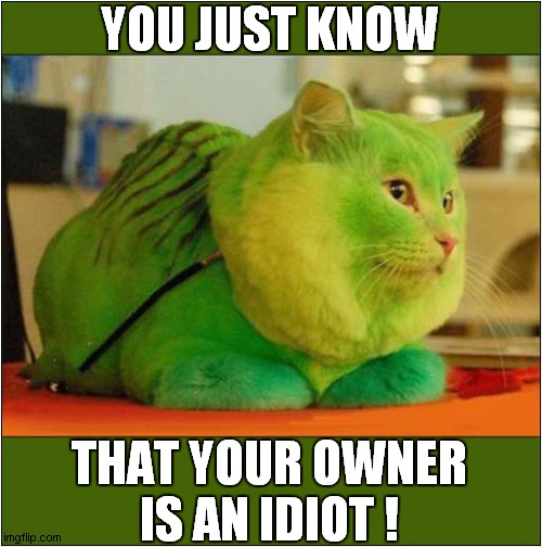 Green Cat Dyeing To Move Away ! | YOU JUST KNOW; THAT YOUR OWNER
IS AN IDIOT ! | image tagged in cats,dye,owner,idiot | made w/ Imgflip meme maker