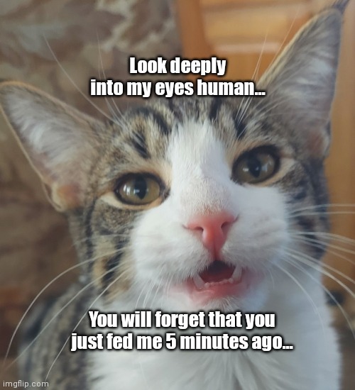 Mesmerizing kitty | Look deeply into my eyes human... You will forget that you just fed me 5 minutes ago... | image tagged in funny | made w/ Imgflip meme maker