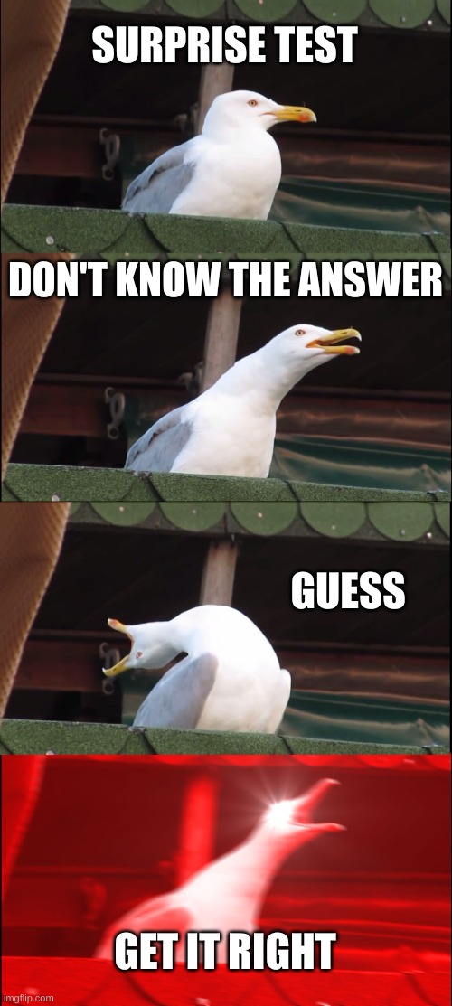Inhaling Seagull | SURPRISE TEST; DON'T KNOW THE ANSWER; GUESS; GET IT RIGHT | image tagged in memes,inhaling seagull | made w/ Imgflip meme maker