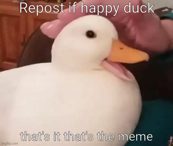 the happ | Repost if happy duck; that's it that's the meme | image tagged in ducc | made w/ Imgflip meme maker