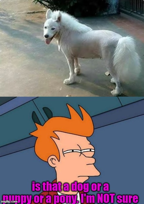 is that a dog or a puppy or a pony. I'm NOT sure | image tagged in not sure if- fry | made w/ Imgflip meme maker