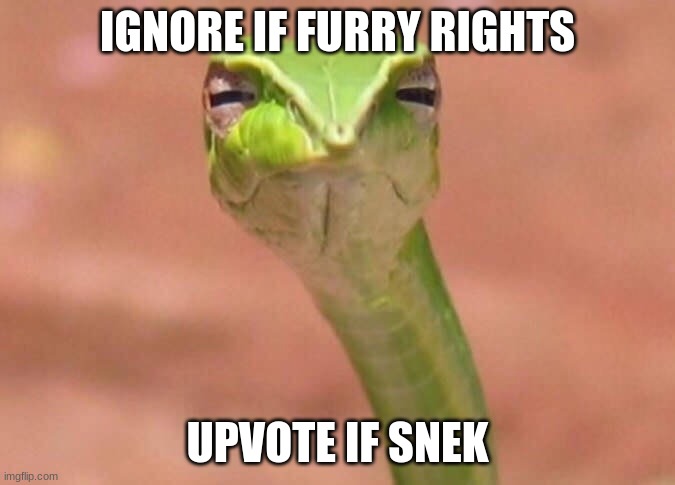 idgaf if its begging |  IGNORE IF FURRY RIGHTS; UPVOTE IF SNEK | image tagged in skeptical snake | made w/ Imgflip meme maker