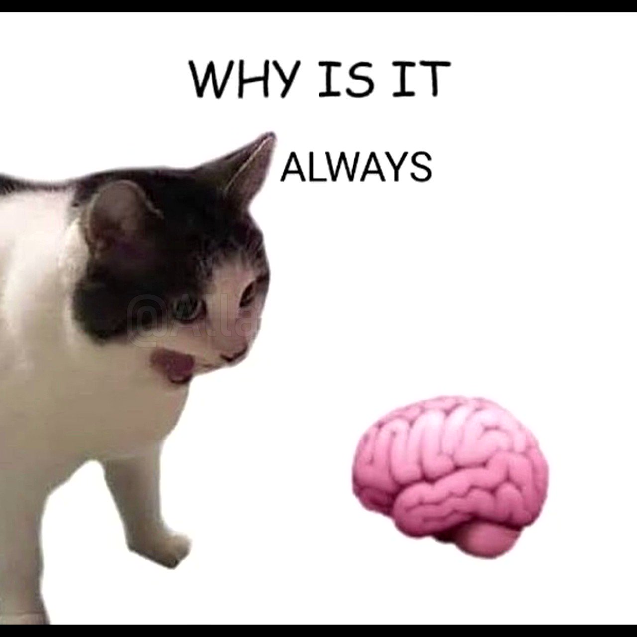 thinking cat Blank Template - Imgflip