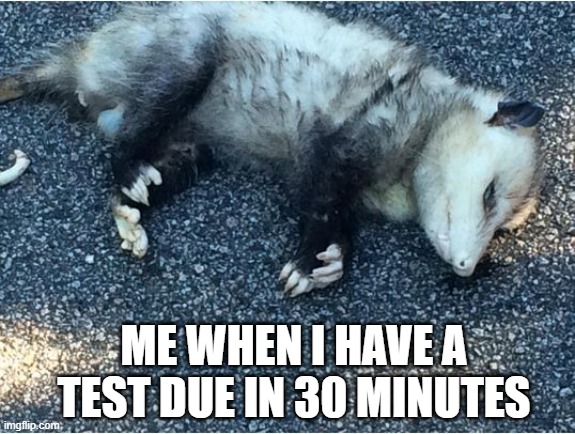 Lying Possum | ME WHEN I HAVE A TEST DUE IN 30 MINUTES | image tagged in lying possum | made w/ Imgflip meme maker
