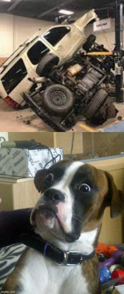 image tagged in blankie the shocked dog | made w/ Imgflip meme maker
