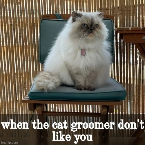 Bad kitty | image tagged in cat,hair | made w/ Imgflip meme maker