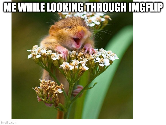 Me while looking through imgflip. | ME WHILE LOOKING THROUGH IMGFLIP | image tagged in imgflip,happy | made w/ Imgflip meme maker