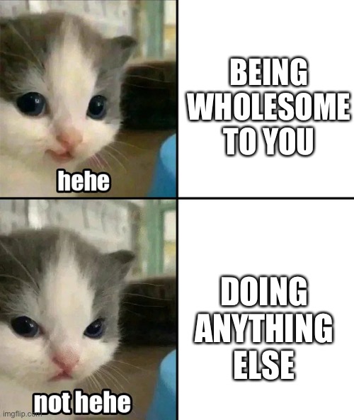 Hehe.... not hehe | BEING WHOLESOME TO YOU; DOING ANYTHING ELSE | image tagged in cute cat hehe and not hehe,wholesome | made w/ Imgflip meme maker