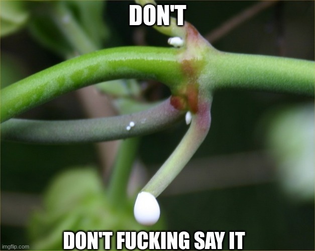 DON'T; DON'T FUCKING SAY IT | made w/ Imgflip meme maker