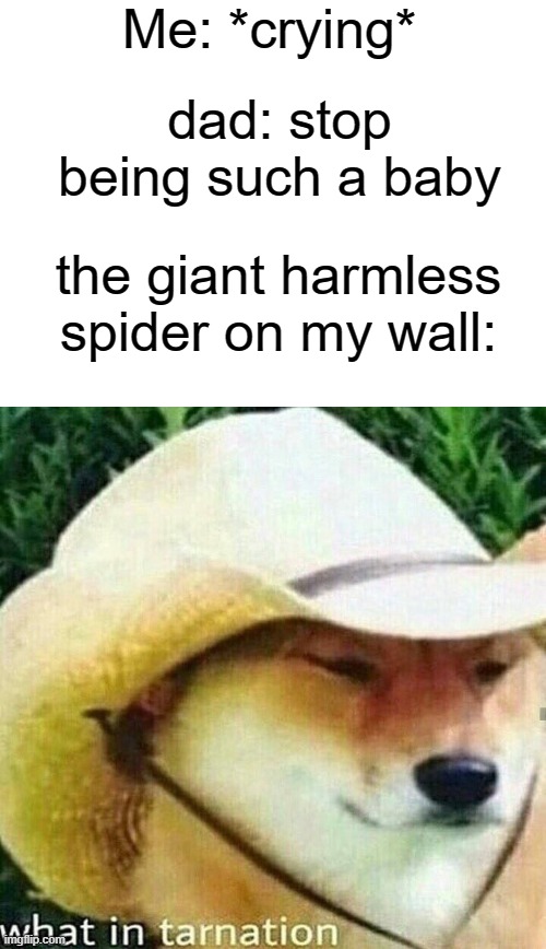 relatable | Me: *crying*; dad: stop being such a baby; the giant harmless spider on my wall: | image tagged in what in tarnation dog | made w/ Imgflip meme maker