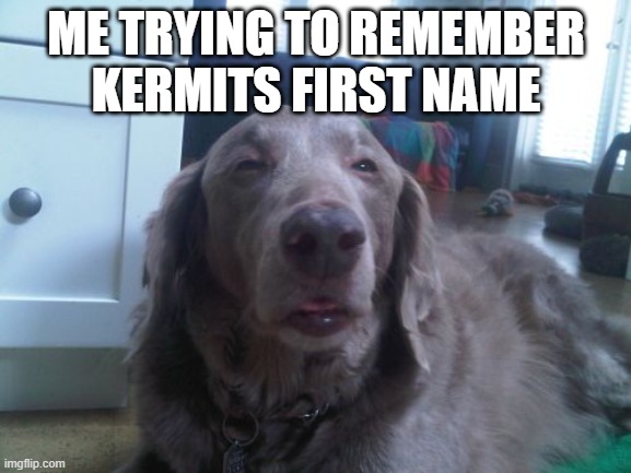 High Dog Meme | ME TRYING TO REMEMBER KERMITS FIRST NAME | image tagged in memes,high dog | made w/ Imgflip meme maker