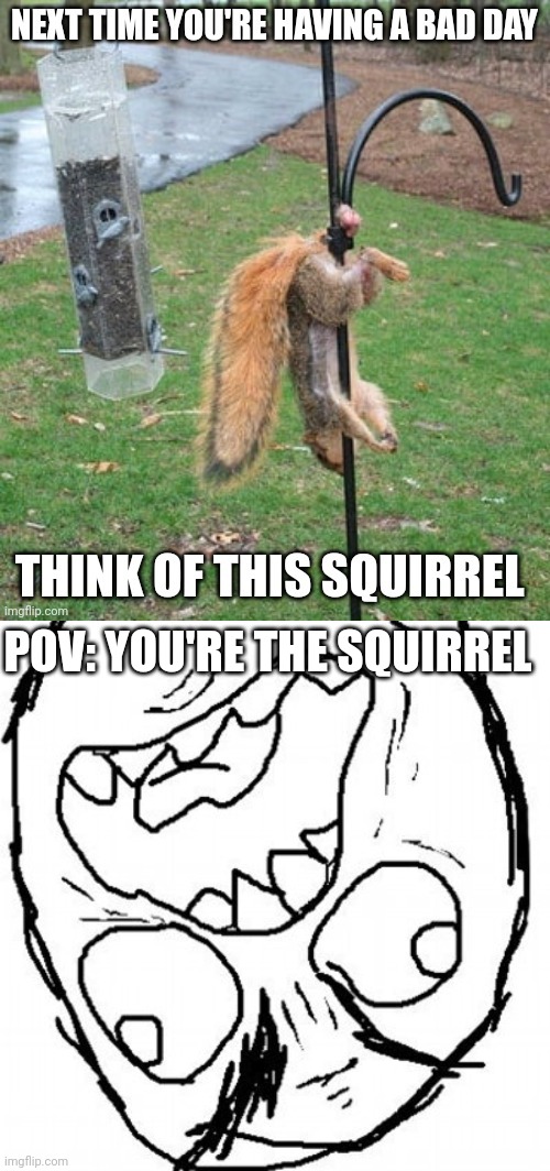 Fuuuuuu- | POV: YOU'RE THE SQUIRREL | image tagged in fuuuu | made w/ Imgflip meme maker