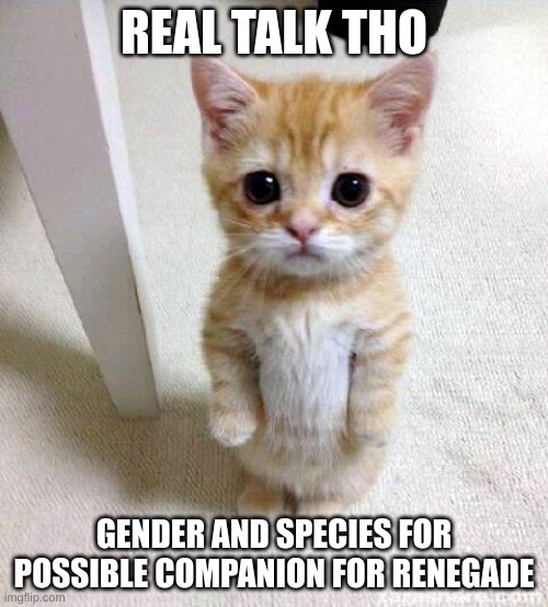 :cope: | REAL TALK THO; GENDER AND SPECIES FOR POSSIBLE COMPANION FOR RENEGADE | image tagged in memes,cute cat | made w/ Imgflip meme maker