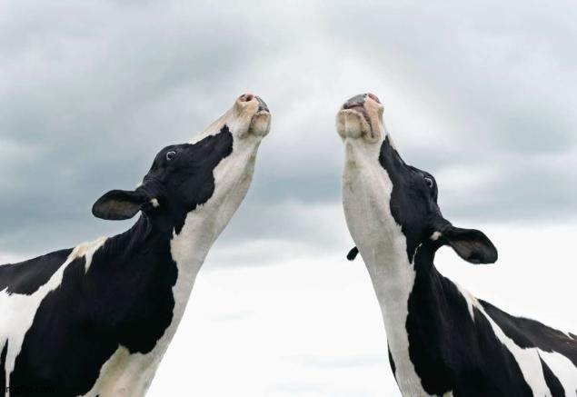 singing cows | image tagged in singing cows | made w/ Imgflip meme maker