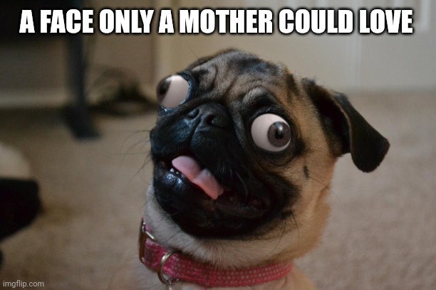 A FACE ONLY A MOTHER COULD LOVE | image tagged in dogs,funny dogs,pug,fun,lol | made w/ Imgflip meme maker