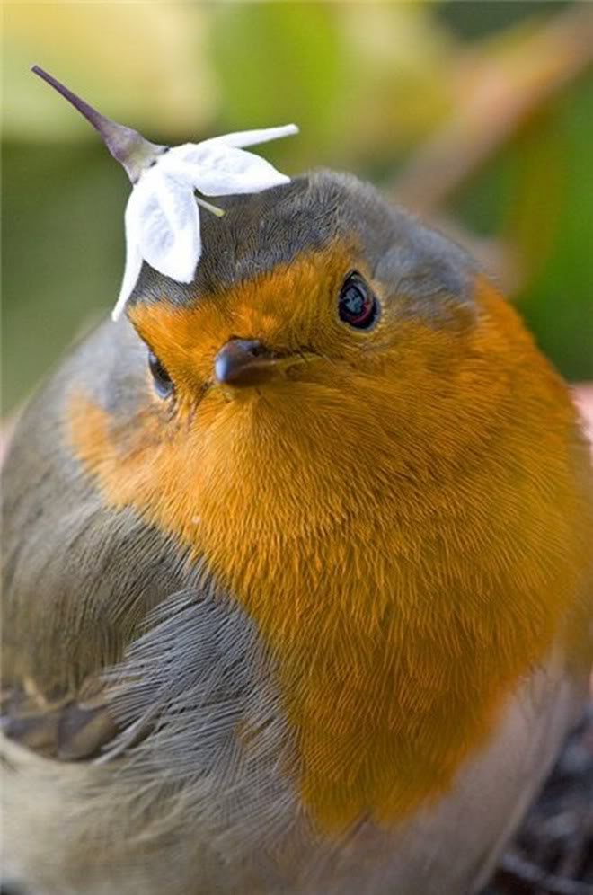image tagged in photography,birds