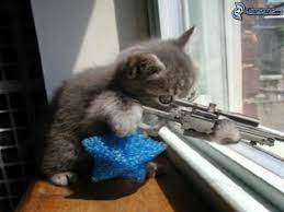 High Quality Cat with Sniper Blank Meme Template