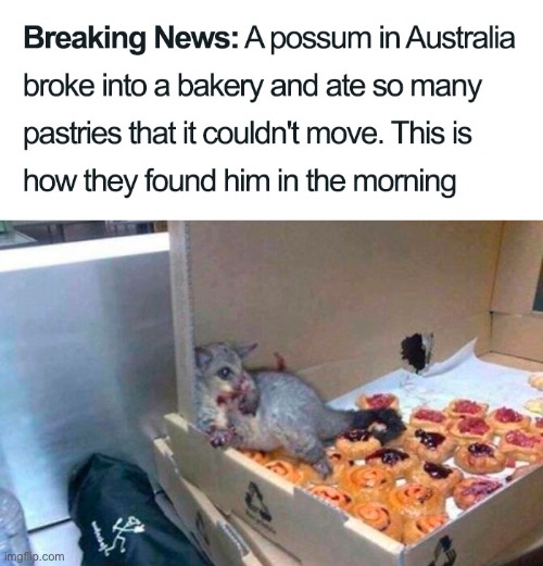 Imagine walking into work to find that | image tagged in memes,bakery,possum,funny | made w/ Imgflip meme maker