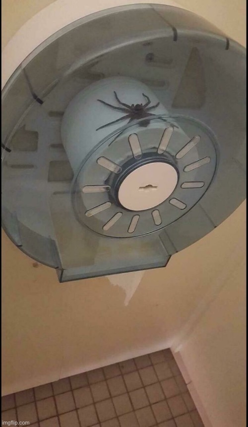 Why :( | image tagged in cursed,spider,toilet roll holder,memes | made w/ Imgflip meme maker