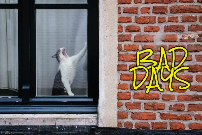 BAD DAYS | image tagged in cats,funny,bad day | made w/ Imgflip meme maker
