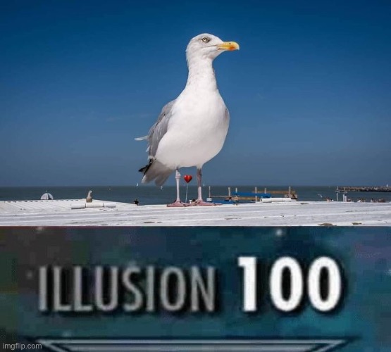 Seems huge | image tagged in illusion,seagulls,memes | made w/ Imgflip meme maker