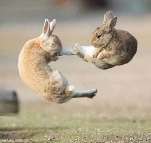 High Quality Everybunny was Kung fu fighting. Blank Meme Template