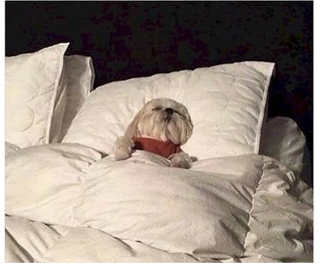 Dog Sleeping in bed Blank Meme Template