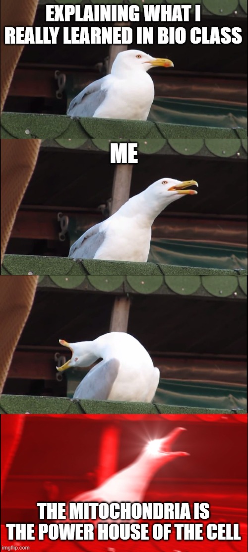 Inhaling Seagull | EXPLAINING WHAT I REALLY LEARNED IN BIO CLASS; ME; THE MITOCHONDRIA IS THE POWER HOUSE OF THE CELL | image tagged in memes,inhaling seagull | made w/ Imgflip meme maker