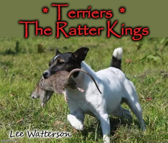 Fearless terriers ! | image tagged in rats | made w/ Imgflip meme maker