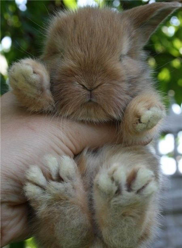 image tagged in cute,animals