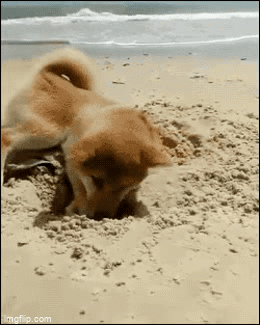 dog likes to dig - Imgflip
