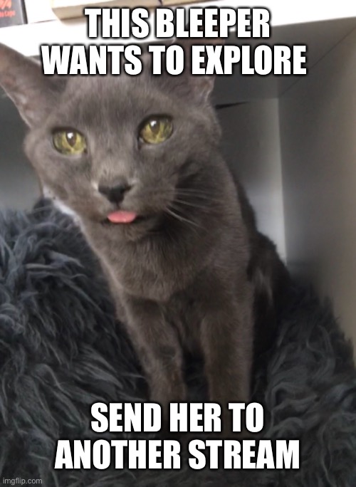 Adventure! | THIS BLEEPER WANTS TO EXPLORE; SEND HER TO ANOTHER STREAM | image tagged in cat,blep | made w/ Imgflip meme maker