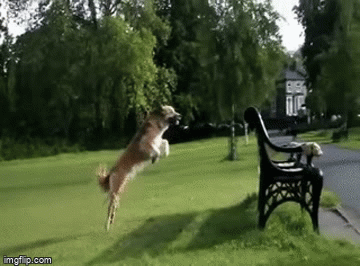 Jumping Puppy Gif