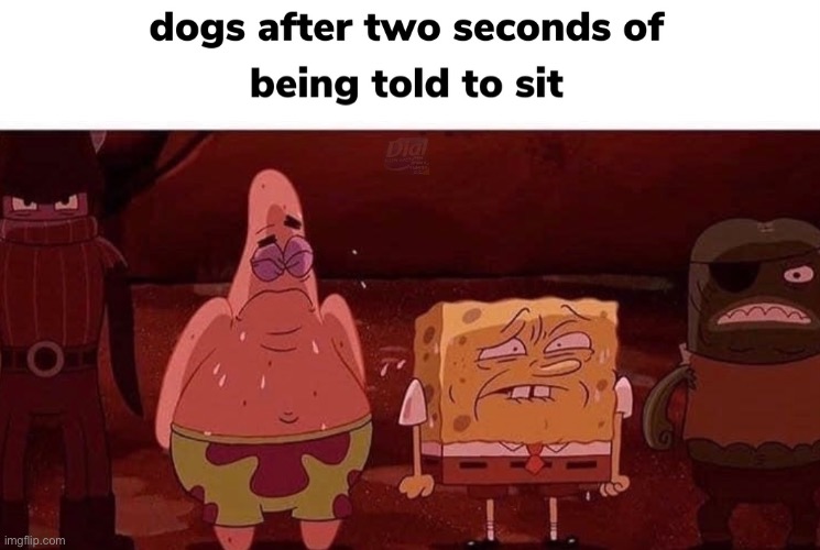 impatient woofs | image tagged in dogs,spongebob | made w/ Imgflip meme maker