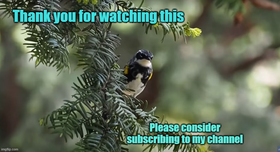 YouTube page promotion | Thank you for watching this; Please consider subscribing to my channel | image tagged in nature,fun,ad,youtube | made w/ Imgflip meme maker