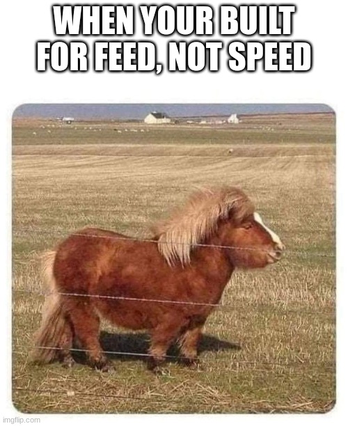 WHEN YOUR BUILT FOR FEED, NOT SPEED | image tagged in horse | made w/ Imgflip meme maker